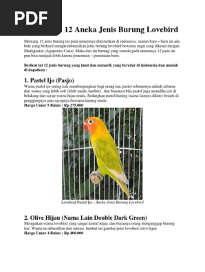 Burung Lovebird 1
