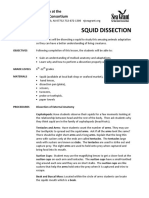 Squid Dissection PDF
