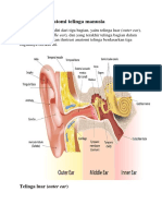 ANATOMY TELINGA