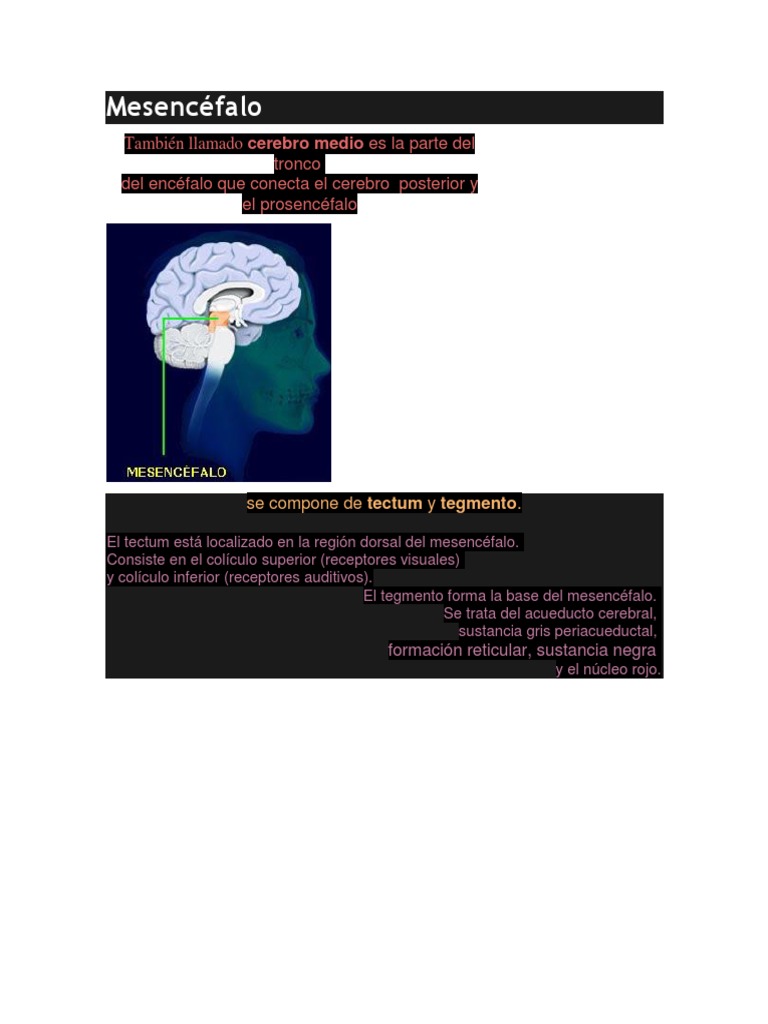 Anatomía Del Mesencéfalo | PDF