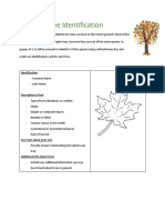 Tree Identification Activity