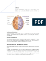 Cerebro Mano