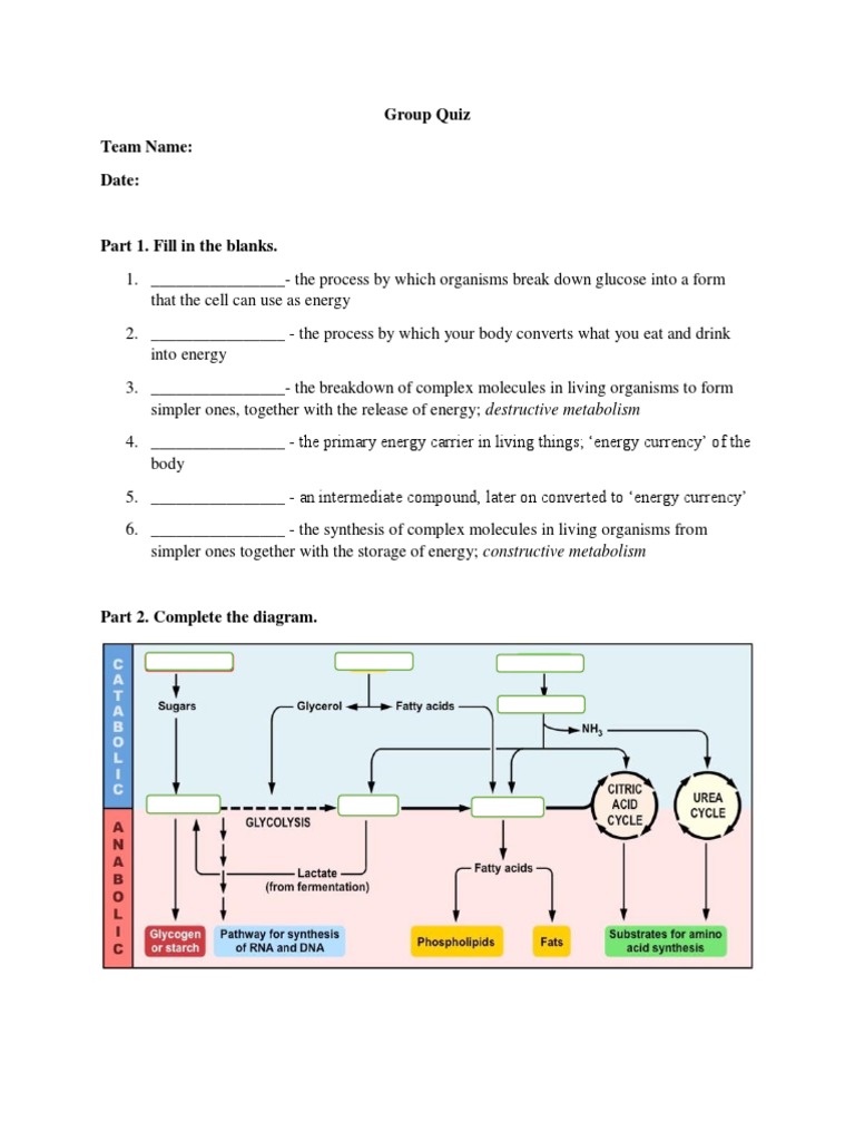 Metabolism Quiz and Activities Guide | PDF | Metabolism | Biochemistry
