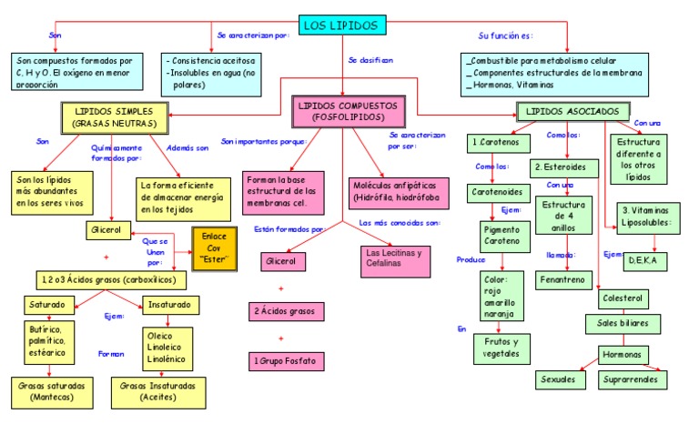 Mapa Conceptual Lipidos Lípido Compuestos orgánicos