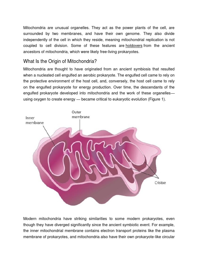 Understanding Mitochondria's Role | PDF | Mitochondrion | Adenosine ...