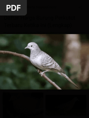 Burung Perkutut