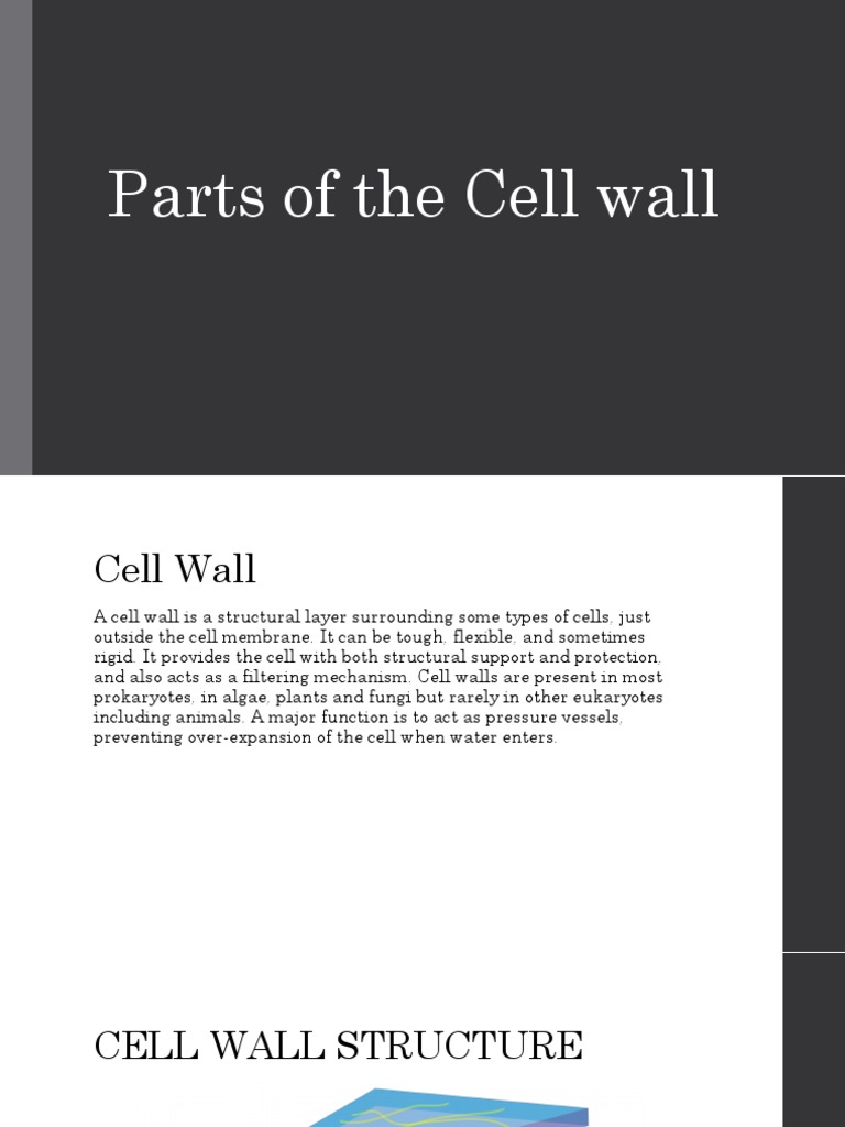 Cell Wall and Extracellular Matrix Overview | PDF | Extracellular ...