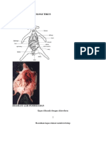 128193645-Anatomi-Dan-Fisiologi-Tikus.docx