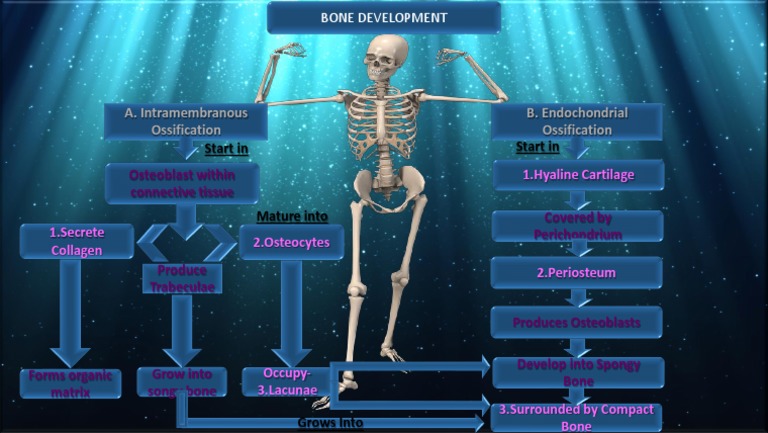 Pawar Bone Development | PDF