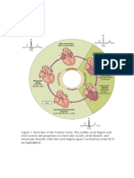 Cardiac Cycle