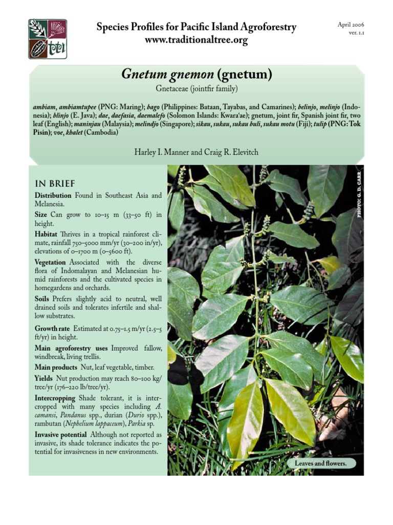 Gnetum Gnemon Gnetum Species Profiles For Pacific Island Agroforestry Pdf Soil Trees