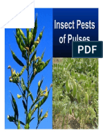 Pests of Pulses in Fields