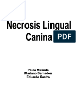Necrosis Lingual Canina PDF