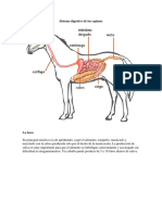 Sistema Digestivo de Los Equinos-Aporte