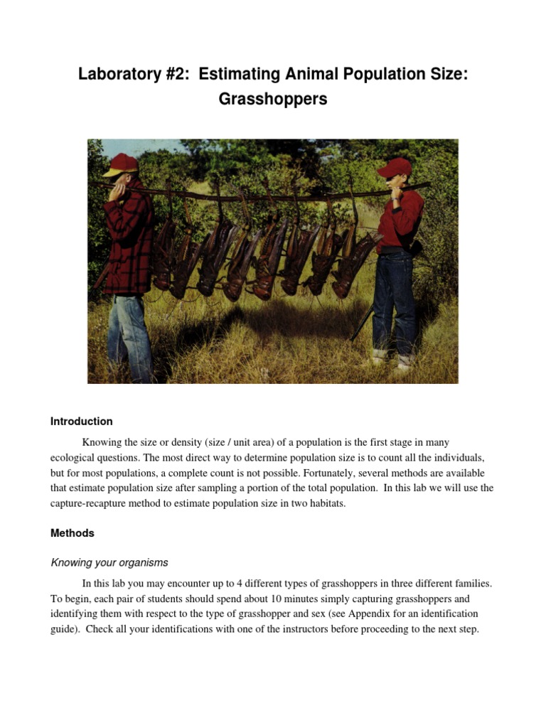 Grasshopper Lab Pdf Teaching Mathematics Nature