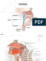 FARING Sistem Respirasi
