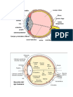 Globo Ocular Anatomía