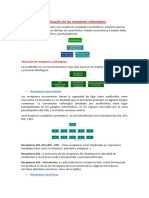 Clasificación de Los Receptores Colinérgicos