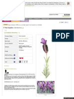 Lavandula Stoechas - L.: Search For Plant