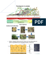 Fenología de La Cebada