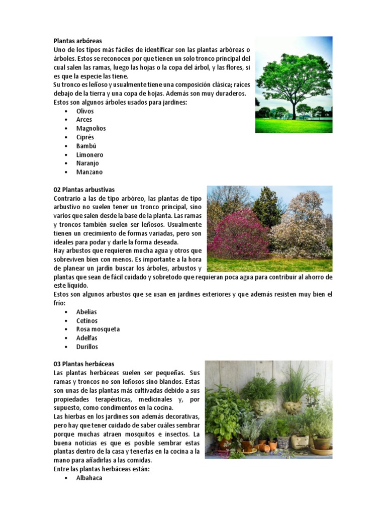 Caracteristicas de Plantas en Ingles y Español Arboles Tallo de la