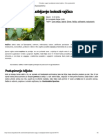 Prirodan Uzgoj I Suzbijanje Bolesti Rajčica - Eko Poduzetnik PDF