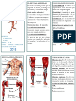 Sistema Muscular