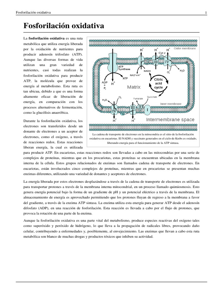 Fosforilación Oxidativa en Mitocondrias | PDF | Cadena de transporte de  electrones | Nicotinamida adenina dinucleótida, image size:768x1024