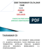Fotosintesis Tanaman c3, c4, Dan Cam