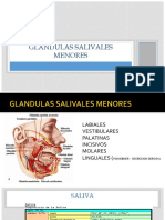 Glandulas Salivales Menores