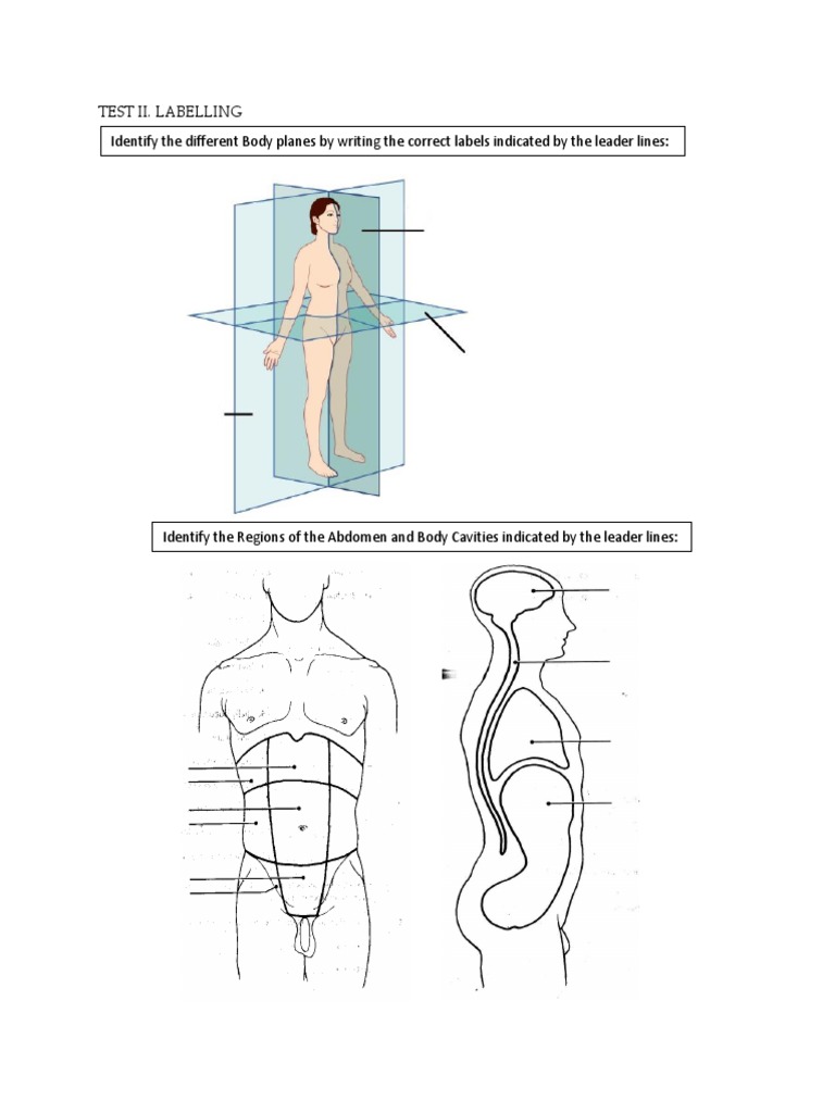 Human Anatomy Labeling Guide | PDF