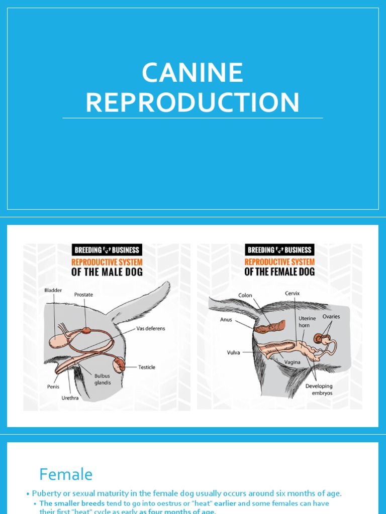Canine Reproduction Guide | PDF