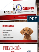 CANINOS