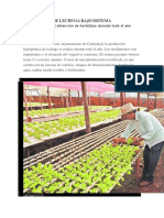 Producción de Lechuga Bajo Sistema Hidroponico