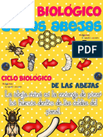 Ciclo de Vida de Las Abejas