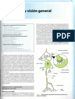 EMBRIOLOGIA DEL SNC (1).pdf