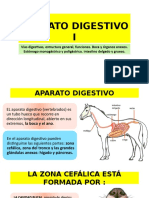 CLASE 10 Y 11 Aparato Digestivo I (1) Anatomia