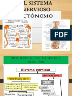 Sistema Nervioso Autonomo