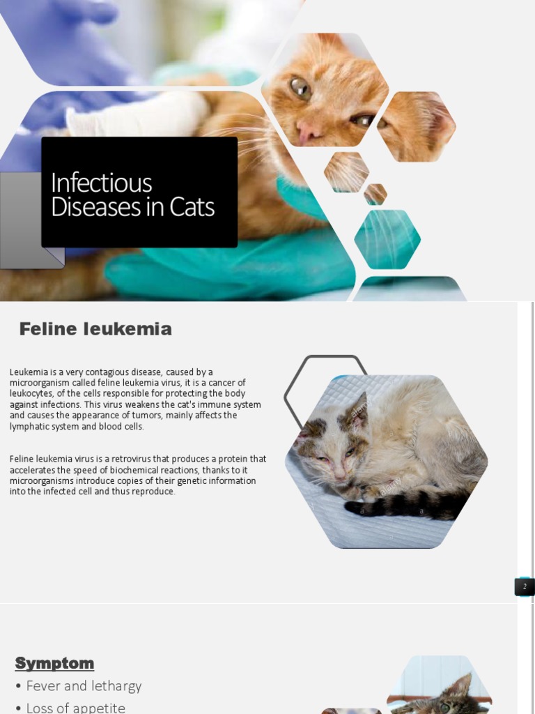 View of Feline Leukemia: Contagious Cat Disease | PDF | Science & Mathematics