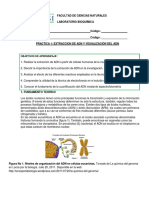 P1 Extracción de ADN PDF