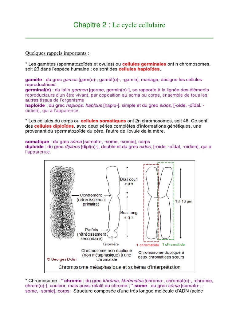 Comment Expliquer L apparition D un Chromosome 21 Surnuméraire Schéma Chapitre 2-Le Cycle Cellulaire | PDF | Mitose | Réplication de l'ADN