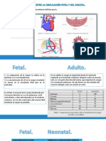 Diferencias circulatorias feto-adulto