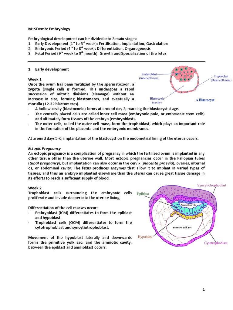 Embryology: Stages of Development | PDF | Atrium (Heart) | Ventricle ...