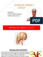 Irrigación cabeza y cuello