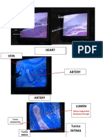 (CIRCULATORY) Labhisto Finals PDF