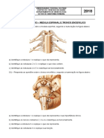 ED-Medula e Tronco