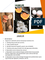 Jamur - Indo