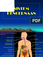 5.sistem Pencernaan - Ok