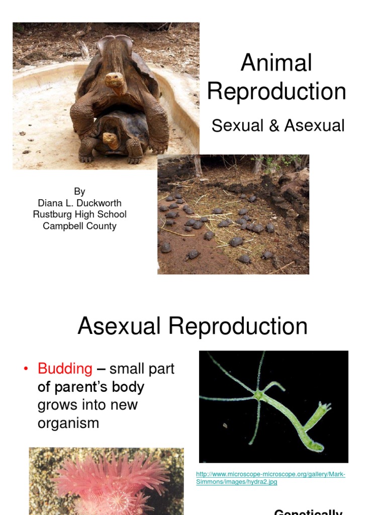 Animal Reproduction A Comprehensive Overview of Sexual and Asexual