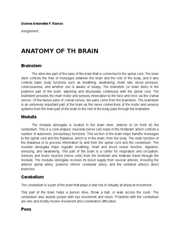 Anatomy of TH Brain: Brainstem | PDF | Brainstem | Brain